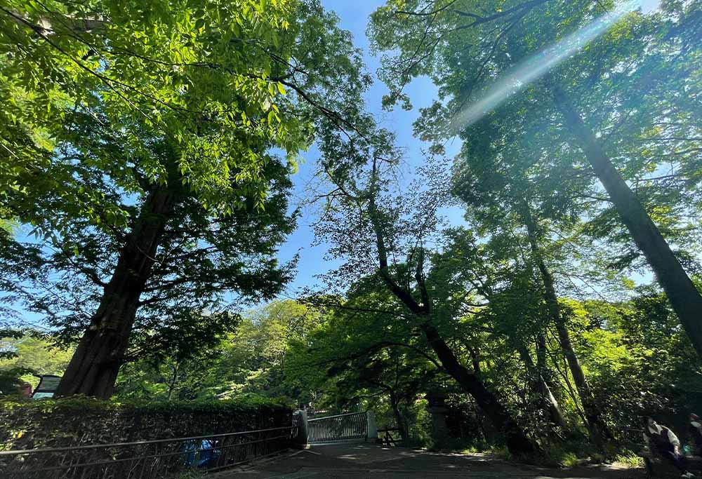 井の頭公園の写真